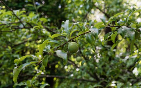 Téléchargez les photos : En attendant que les fruits mûrissent, une prune de Billington est encore verte, mais avec le beau temps, elle mûrira bientôt. - en image libre de droit