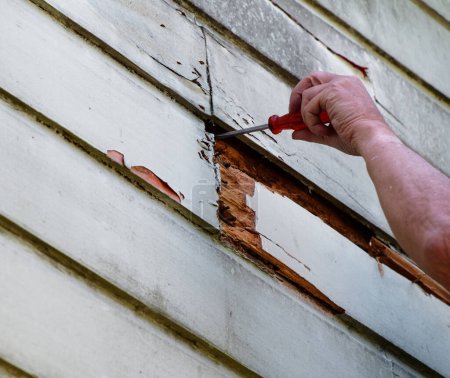 Photo for Preparation work before painting, this weatherboard will have to be replaced. - Royalty Free Image