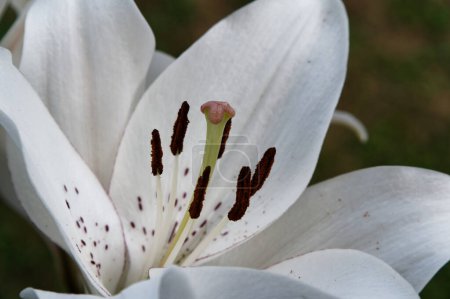 Photo for Eyeliner Asiatic White lilies have a fine pink line around the edge of the petals are unscented & have long narrow, lanceolate leaves. - Royalty Free Image