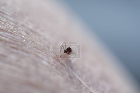 Foto de Una especie introducida en Nueva Zelanda, el mosquito rayado se alimenta de humanos y animales. El rojo de la sangre que acaba de chupar se puede ver débilmente en su abdomen. - Imagen libre de derechos