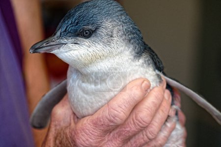 Téléchargez les photos : Le plus petit pingouin du monde, le petit pingouin était appelé le petit pingouin bleu. Il mesure un peu plus de 25 cm et pèse environ 1 kg.. - en image libre de droit