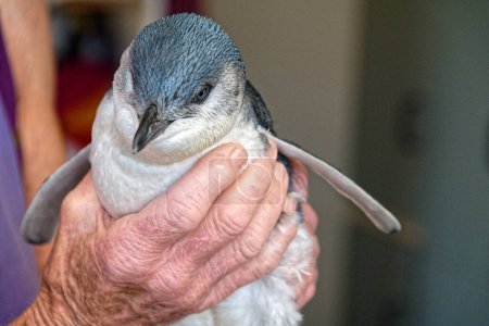 Téléchargez les photos : Un petit pingouin bleu, ou petit pingouin, se remet et est soigné - en image libre de droit