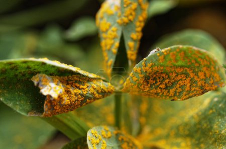 Als Mitglied der Familie der Sauerampfergewächse, Oxildaceae, weist dieser Oxalis Anzeichen von Oxalis-Rost auf, einem Puccinia-Pilz.