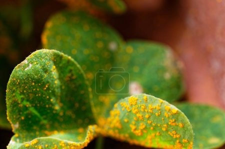 Oxalis rust affects the leaves of an oxalis plant, marking it with yellow spots