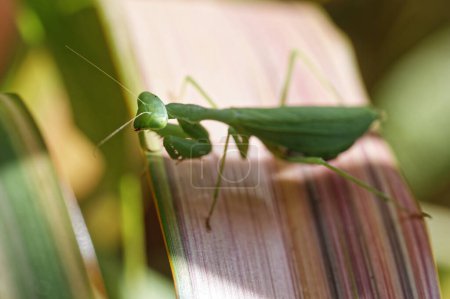 A green South African praying mantis sits on a variegated flax leaf in New Zealand. It is an introduced species which is a threat to the native New Zealand praying mantis.