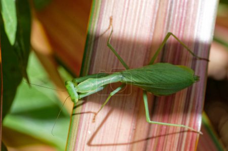 Looking down on a South African praying mantis which is sitting on a variegated flax leaf