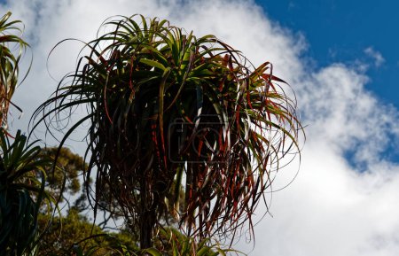 The beautiful Dracophylium in an alpine area of New Zealand.