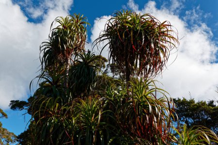 A group of Dracophyllum trees, native trees of New Zealand
