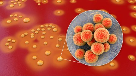 Bacterias Staphylococcus aureus, colonias en medio agar sangre de oveja y vista de cerca de las células bacterianas, ilustración 3D