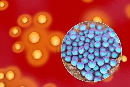 Photo for Bacteria Staphylococcus aureus, colonies on sheep blood agar medium and closeup view of bacterial cells, 3D illustration - Royalty Free Image