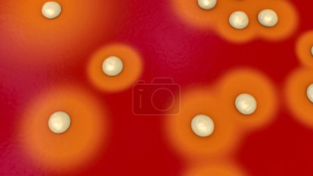 Photo for Colonies of bacteria Staphylococcus aureus on sheep blood agar medium, 3D illustration - Royalty Free Image