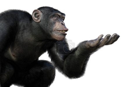 Schimpansenaffe sitzt mit einem Arm bereit, etwas zu halten, 3D-Illustration