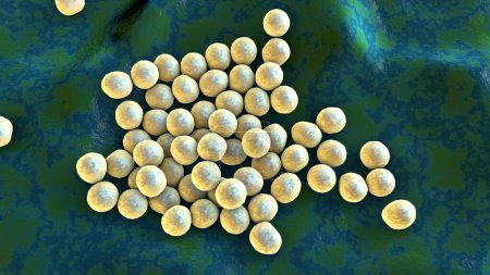 Photo for Bacteria methicillin-resistant Staphylococcus aureus MRSA, multidrug resistant bacteria, on surface of skin or mucous membrane, 3D illustration - Royalty Free Image
