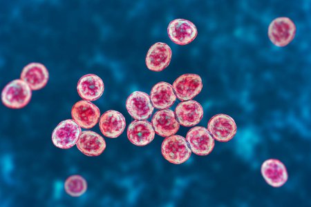 Foto de Bacterias Staphylococcus aureus resistente a la meticilina SARM, bacterias multirresistentes, ilustración 3D - Imagen libre de derechos