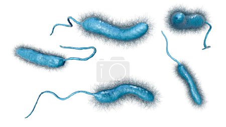Foto de Vibrio mimicus bacteria, ilustración 3D. Especie de Vibrio que imita a V. cholerae y causa gastroenteritis transmitida por peces, ostras crudas, huevos de tortuga, gambas y otros productos del mar - Imagen libre de derechos