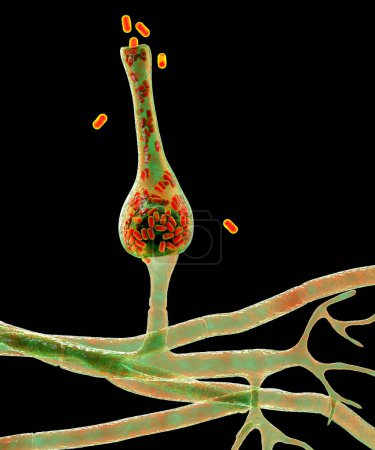 Téléchargez les photos : Saksenaea microscopic fungi, 3D illustration. Saksenaea vasiformis causes mucormycosis disease in humans, particularly after traumatic implantation, skin, bone and brain infections. - en image libre de droit