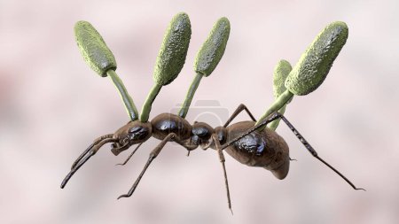 Photo for Cordyceps parasitic fungus growing on an ant, also known as zombie-ant fungus, 3D illustration. - Royalty Free Image