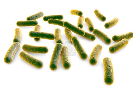 Téléchargez les photos : Bacterial infection. Rod-shaped bacteria isolated on white background, 3D illustration - en image libre de droit
