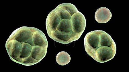 Photo for Prototheca wickerhamii green algae that cause protothecosis, clinically seen as skin lesions and elbow bursitis. 3D illustration shows sporangia with endospores and nonviable ghostlike forms. - Royalty Free Image
