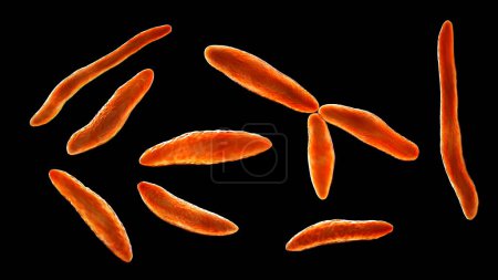 Foto de Ustilago maydis, a fungal pathogen affecting corn plants, 3D illustration. Has been found in case of dermatitis in humans, also in leptomeningitis, peritonitis and bloodstream infections - Imagen libre de derechos