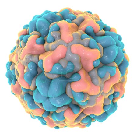 Photo for Rhinovirus isolated on white background. A virus causes common cold and rhinitis. A model is built using data of viral macromolecular structure from Protein Data Bank, PDB 1ND2 - Royalty Free Image