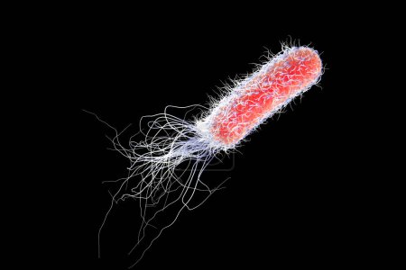 Photo for Bacterium Pseudomonas aeruginosa isolated on black background, antibiotic-resistant nosocomial bacterium, 3D illustration. Illustration shows polar location of flagella and presence of pili on the bacterial surface - Royalty Free Image