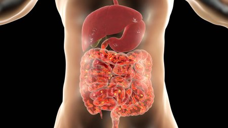 Téléchargez les photos : Microbiote intestinal, microflore de l'intestin grêle et du gros intestin humain, concept médical, illustration 3D - en image libre de droit