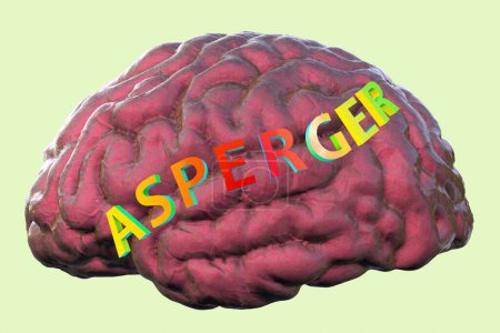 Foto de Ilustración conceptual en 3D con el texto Síndrome de Asperger sobre el modelo anatómico de un cerebro humano, destacando la base neurológica de la condición, aislado sobre fondo liso - Imagen libre de derechos