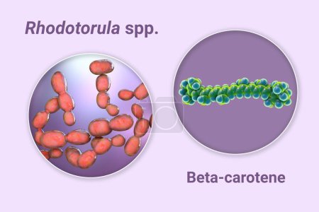 Foto de Rhodotorula fungi and molecule of beta-carotene, 3D illustration. Las levaduras de Rhodotorula son una fuente natural del pigmento del betacaroteno, precursor de la vitamina A, conveniente para su fabricación industrial - Imagen libre de derechos