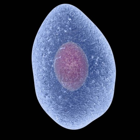 Foto de Pneumocystis jirovecii, anteriormente llamado Pneumocystis carinii aislado sobre fondo negro, hongo oportunista que causa neumonía en pacientes con VIH, ilustración 3D - Imagen libre de derechos