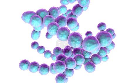 Foto de Bacterias Peptococcus, cocos grampositivos anaeróbicos, son parte del microbioma humano en el intestino y también causan inflamaciones de diferente ubicación, ilustración 3D - Imagen libre de derechos