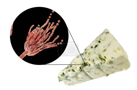 Téléchargez les photos : Fromage roquefort et champignons Penicillium roqueforti, utilisés dans sa production, photo et illustration 3D - en image libre de droit