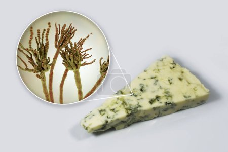Roquefort cheese and fungi Penicillium roqueforti, used in its production, photo and 3D illustration
