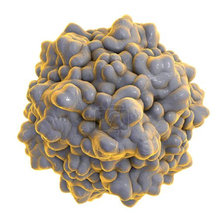 Téléchargez les photos : Parvovirus B19 isolé sur fond blanc, un virus qui provoque l'anémie, une éruption cutanée infantile appelée cinquième maladie ou érythème infectieux, illustration 3D - en image libre de droit