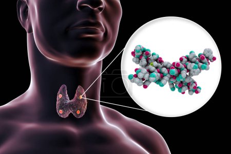 Human parathyroid hormone, molecular model, 3D illustration. Also called parathormone, parathyrin, is secreted by the parathyroid glands and takes part in bone remodeling