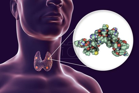 Hormone parathyroïde humaine, modèle moléculaire, illustration 3D. Aussi appelé parathormone, la parathyrine, est sécrétée par les glandes parathyroïdes et participe au remodelage osseux