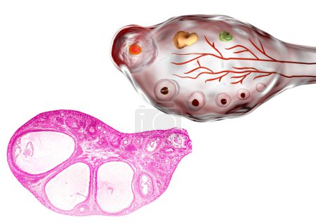 Téléchargez les photos : Coupe transversale d'un ovaire montrant des follicules primordiaux, primaires et secondaires. Microscopie photonique, coloration à l'hématoxyline et à l'éosine, grossissement 200x et illustration 3D - en image libre de droit