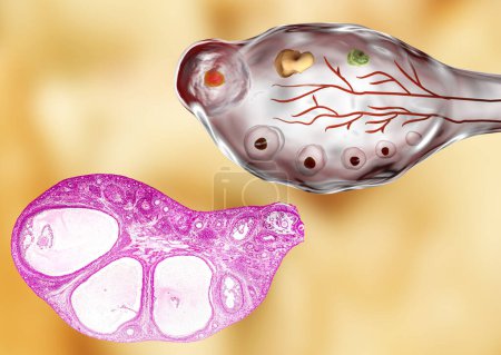 Transverse section of an ovary showing primordial, primary and secondary follicules. Light microscopy, hematoxylin and eosin stain, magnification 200x and 3D illustration