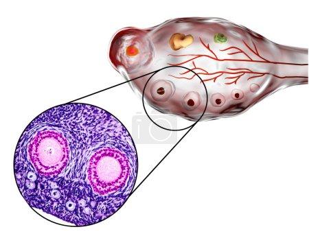 Téléchargez les photos : Follicules ovariens. Microscopie photonique, coloration à l'hématoxyline et à l'éosine, grossissement 200x et illustration 3D - en image libre de droit