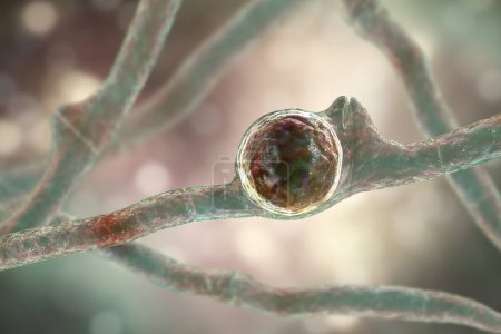 Téléchargez les photos : Basidiobolus ranarum champignons microscopiques, illustration 3D. Cause la mucormycose sous-cutanée inflammatoire chronique, considérée comme un gonflement progressif et de grandes masses sous la peau - en image libre de droit