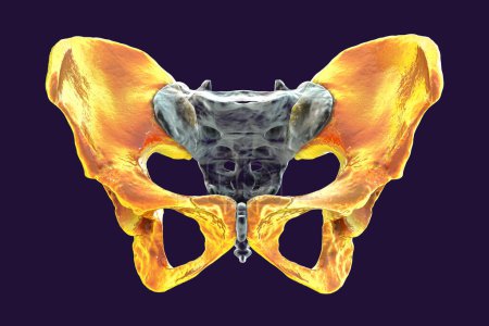 Téléchargez les photos : Anatomie des os coxaux, mettant en valeur leurs détails et caractéristiques complexes, illustration 3D. Parfait à des fins éducatives ou médicales - en image libre de droit