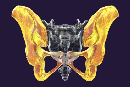 Foto de Anatomía de los huesos coxales, mostrando sus intrincados detalles y características, ilustración 3D. Perfecto para fines educativos o médicos - Imagen libre de derechos