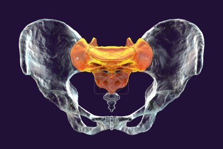 Téléchargez les photos : Anatomie de l'os du sacrum, mettant en valeur ses détails et caractéristiques complexes, illustration 3D. Parfait à des fins éducatives ou médicales - en image libre de droit