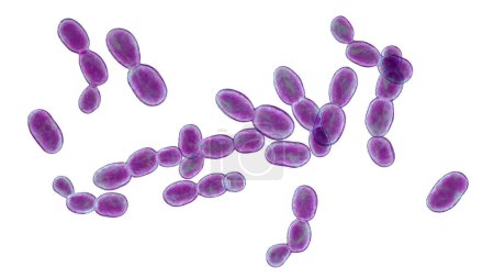 Téléchargez les photos : Rhodotorula fungi, illustration 3D. Levures productrices de pigments, chez les immunodéprimés et les patients ayant un cathéter veineux central, causent une fongémie, une endocardite, une péritonite, une méningite et d'autres infections - en image libre de droit