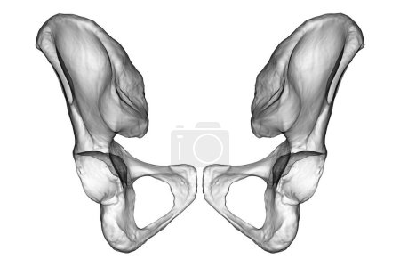 Foto de Anatomía de los huesos coxales, mostrando sus intrincados detalles y características, ilustración 3D. Vista trasera. Perfecto para fines educativos o médicos - Imagen libre de derechos