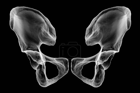 Téléchargez les photos : Anatomie des os coxaux, mettant en valeur leurs détails et caractéristiques complexes, illustration 3D. Vue de face. Parfait à des fins éducatives ou médicales - en image libre de droit