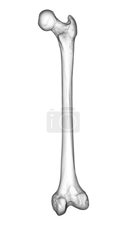 Photo for A femur bone, the largest bone in the human body located in the thigh, 3D illustration showcasing its shape and structure in back view - Royalty Free Image