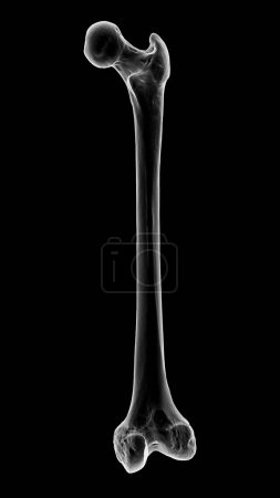 Foto de Un hueso de fémur, el hueso más grande del cuerpo humano ubicado en el muslo, ilustración 3D que muestra su forma y estructura en la vista posterior - Imagen libre de derechos