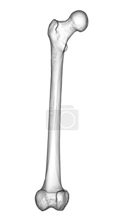 Foto de Un hueso de fémur, el hueso más grande del cuerpo humano ubicado en el muslo, ilustración 3D que muestra su forma y estructura en la vista frontal - Imagen libre de derechos
