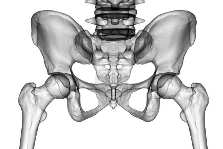 Anatomy of the pelvis bones, including the ilium, ischium, sacrum, and pubis, photorealistic 3D illustration. Front view. Perfect for educational or medical purposes.